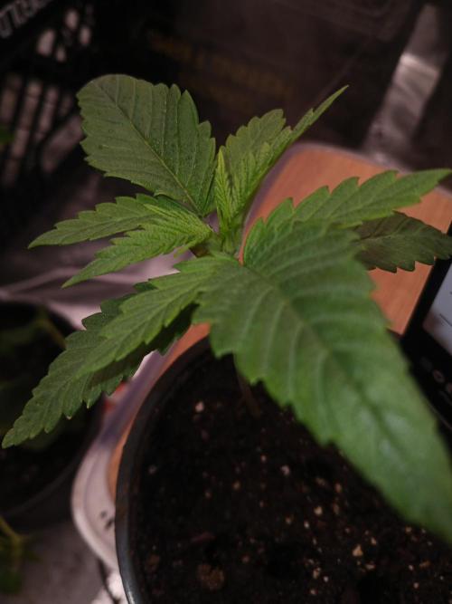 Should have waited. Week 2 - Slurricane #7