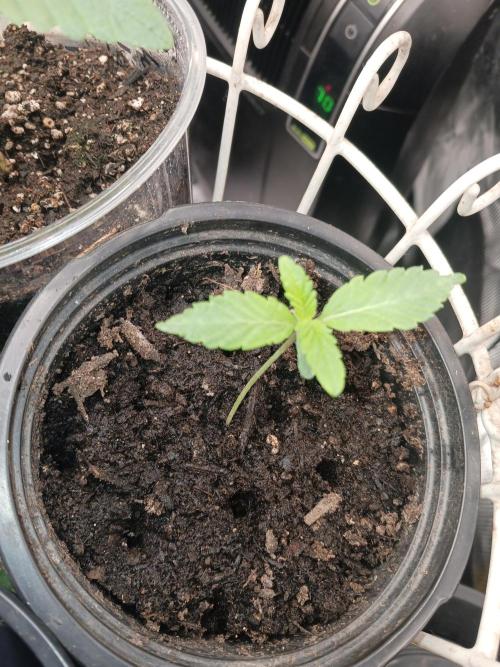 Should have waited. Week 2 - Z42 fast buds