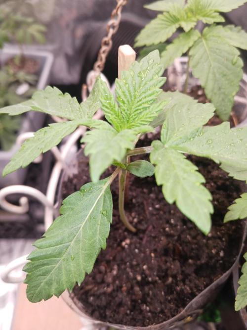 Should have waited. Week 2 - Papaya Sherbert 