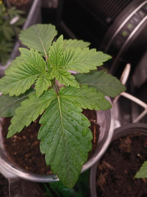 Should have waited. Week 2 - Lemon mandarin 