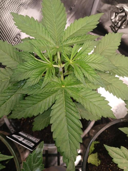 Sir mix alot. Week 4 - Strawberry gorilla 24