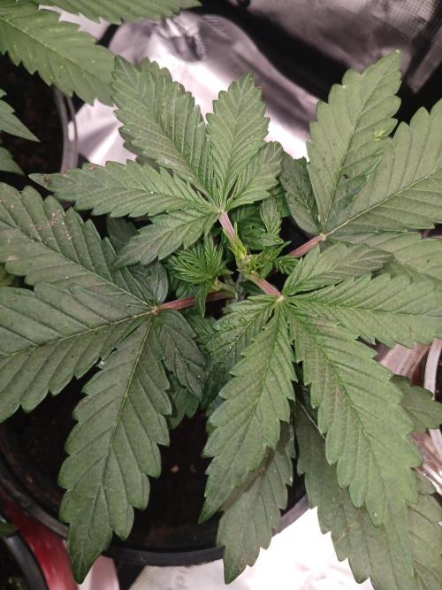 Sir mix alot. Week 4 - Gorilla melon 24