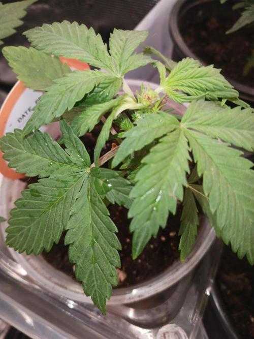 Sir mix alot. Week 4 - LA. Kush
