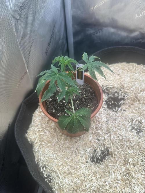 MannyT cuts: London Marker & Petrus. Week 2 - London Marker