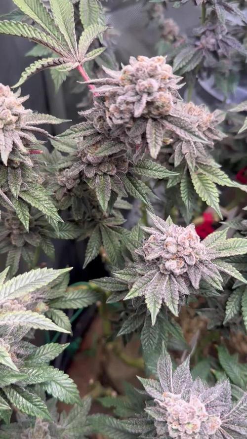 MannyT cuts: London Marker & Petrus
