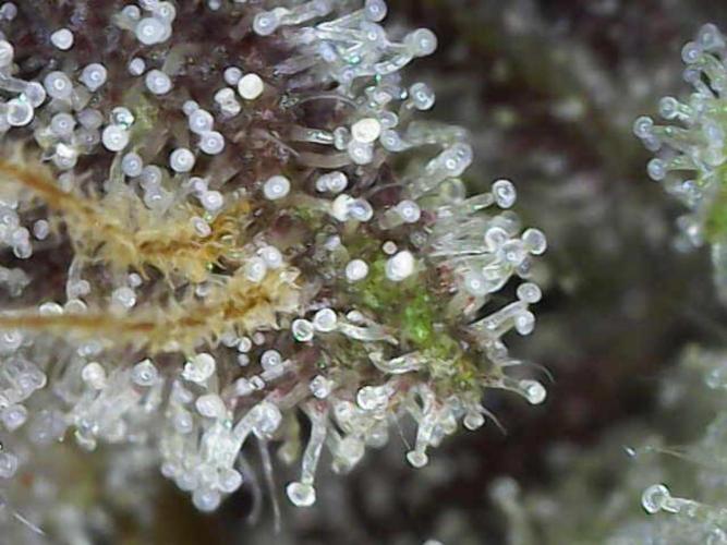 MannyT cuts: London Marker & Petrus. Week 15 - Petrus Trichomes FW9