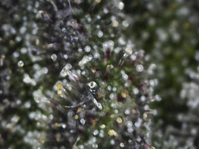 MannyT cuts: London Marker & Petrus. Week 15 - Petrus Trichomes FW9
