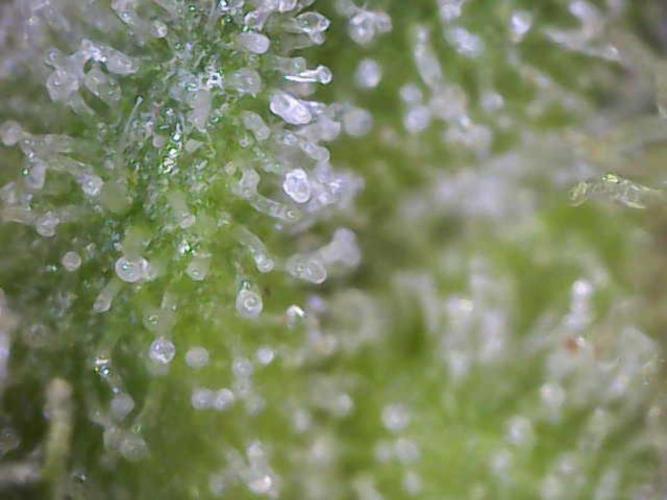 MannyT cuts: London Marker & Petrus. Week 15 - London Marker Trichomes FW9