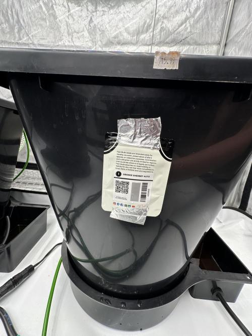 Fastbuds First Run. Week 0