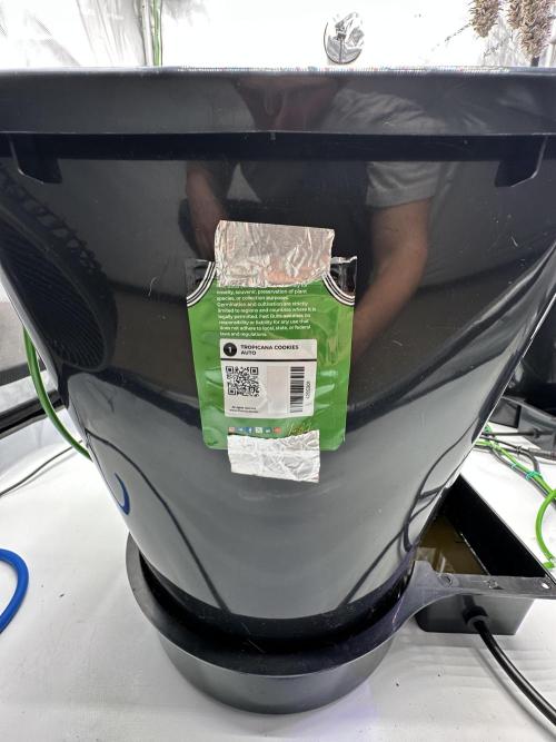 Fastbuds First Run. Week 0