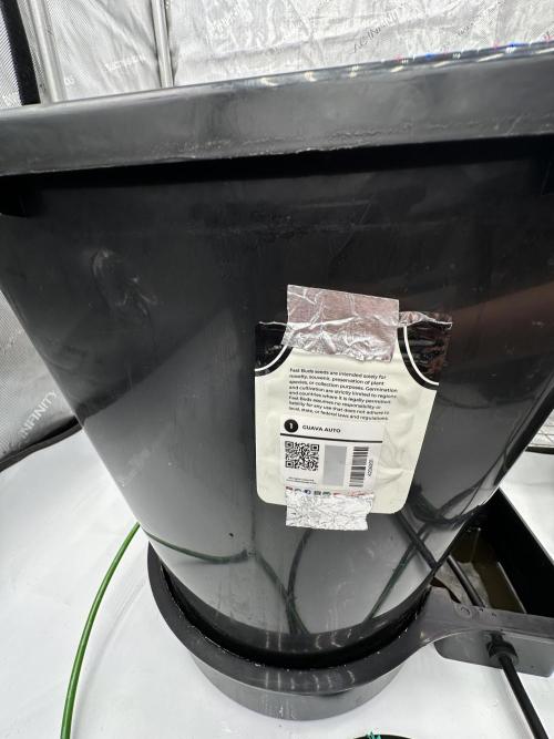 Fastbuds First Run. Week 0