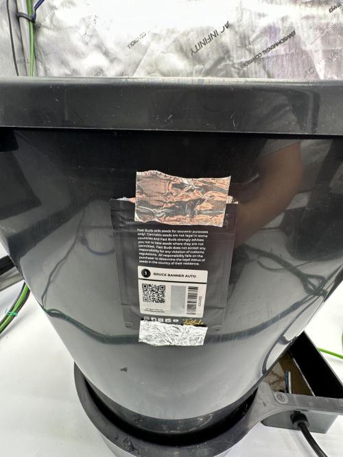 Fastbuds First Run. Week 0