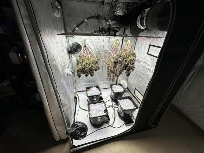 Fastbuds First Run. Week 0 - Just before turning off the light, dual purpose right now before the cannatrol. 