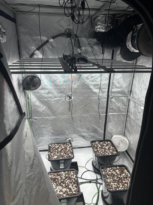 Fastbuds First Run. Week 0 - Once sprouted, add media.