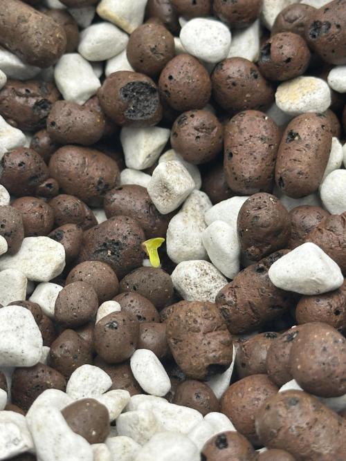 Fastbuds First Run. Week 0