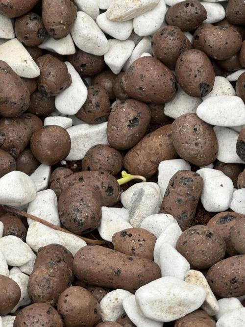 Fastbuds First Run. Week 0