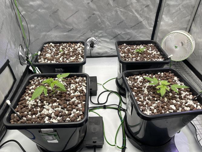 Fastbuds First Run. Week 1 - Trop. cookies left front, b dream back left, orange sherbet front, guava Back Ri