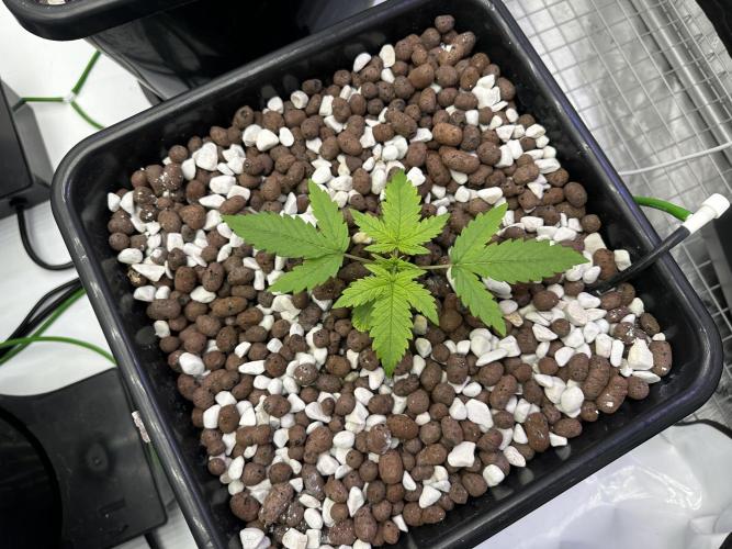 Fastbuds First Run. Week 1