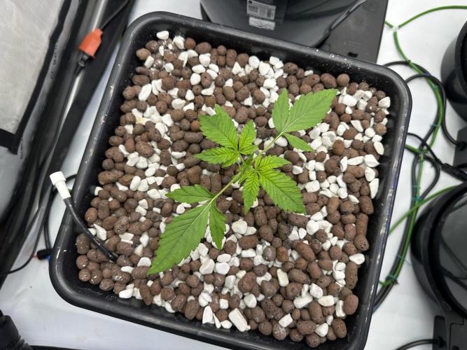 Fastbuds First Run. Week 1