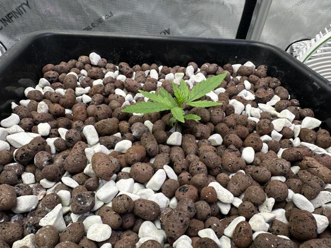 Fastbuds First Run. Week 1