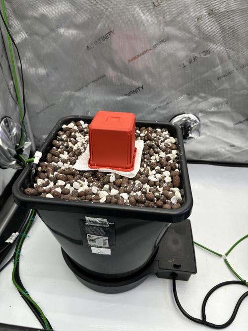 Fastbuds First Run. Week 1