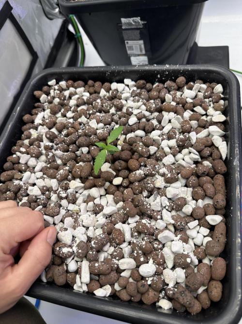 Fastbuds First Run. Week 1