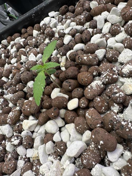 Fastbuds First Run. Week 1