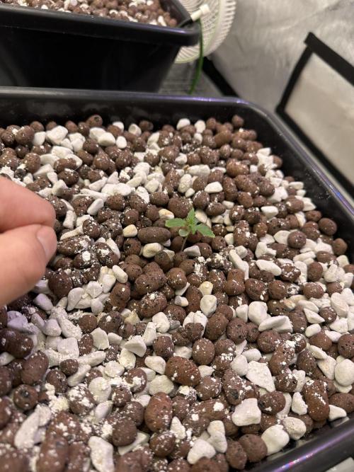 Fastbuds First Run. Week 1