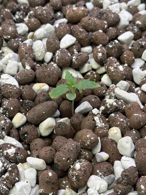 Fastbuds First Run. Week 1