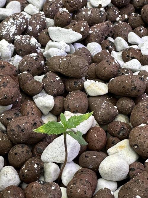 Fastbuds First Run. Week 1