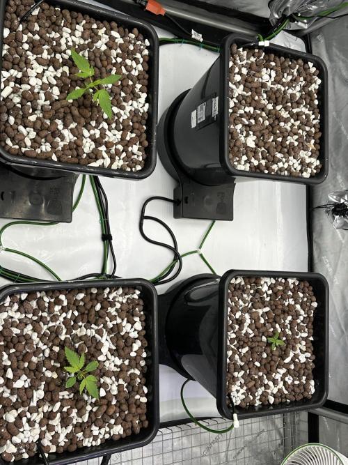 Fastbuds First Run. Week 1