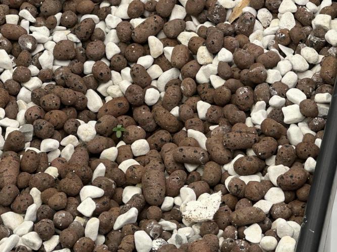 Fastbuds First Run. Week 1