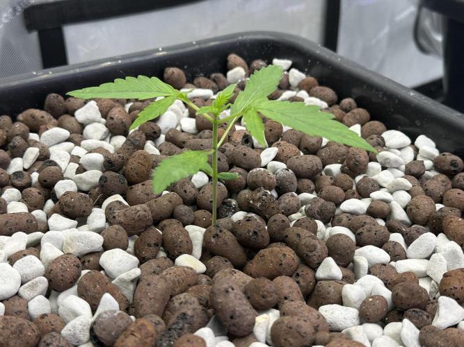 Fastbuds First Run. Week 1