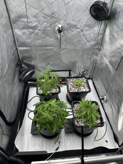 Fastbuds First Run. Week 4