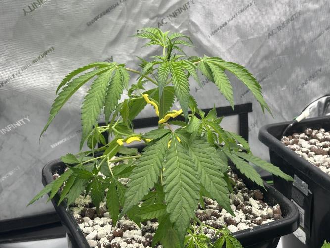 Fastbuds First Run. Week 4