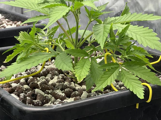 Fastbuds First Run. Week 4