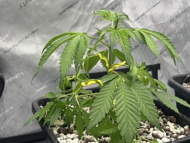 Fastbuds First Run. Week 4