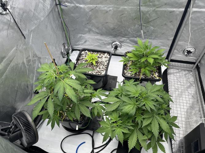 Fastbuds First Run. Week 5