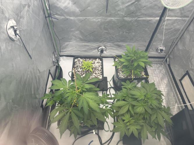 Fastbuds First Run. Week 5