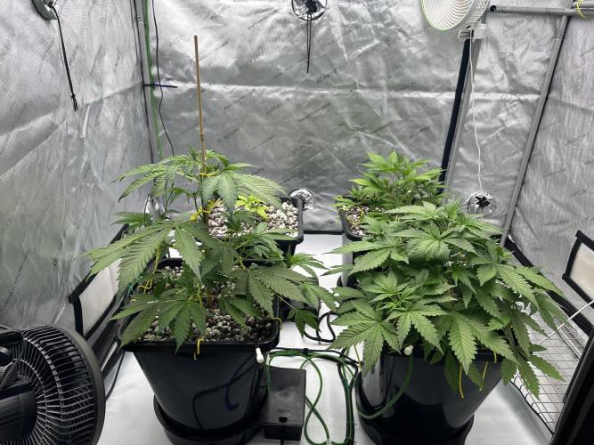 Fastbuds First Run. Week 5