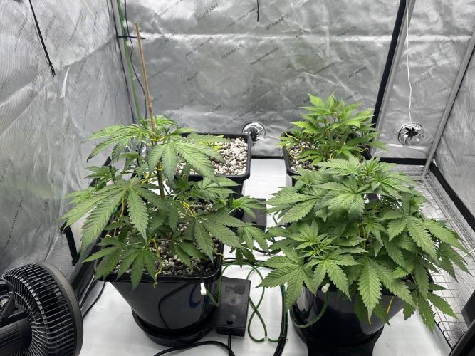 Fastbuds First Run. Week 5