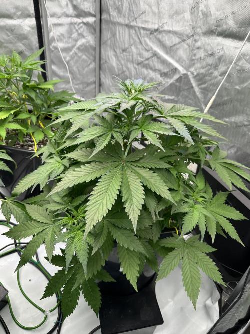 Fastbuds First Run. Week 5