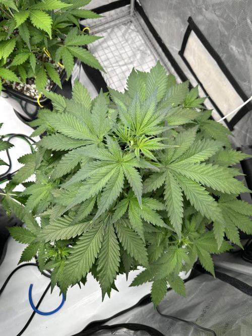 Fastbuds First Run. Week 5