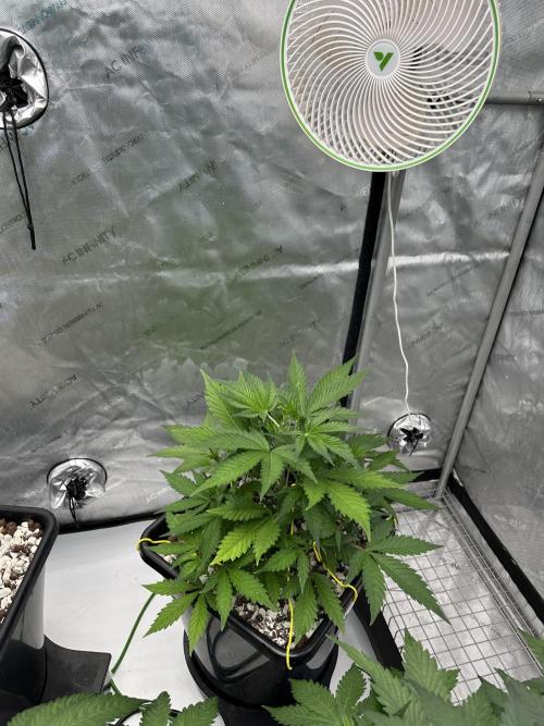 Fastbuds First Run. Week 5