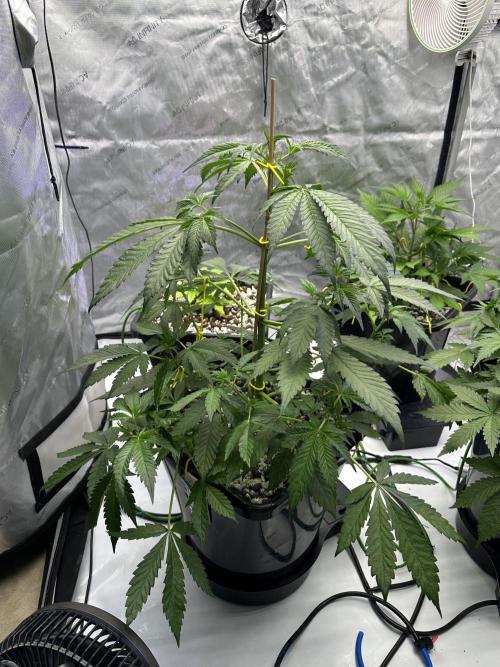 Fastbuds First Run. Week 5