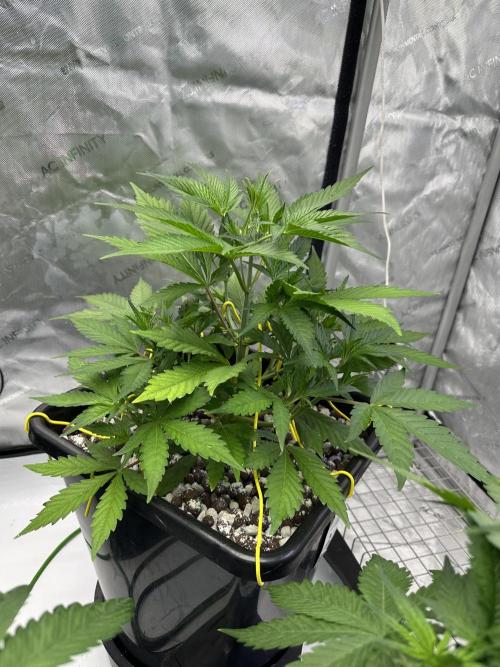 Fastbuds First Run. Week 5