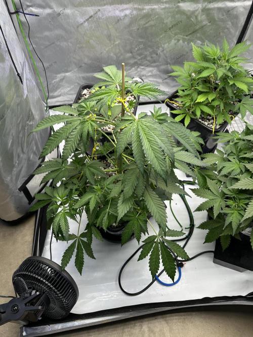 Fastbuds First Run. Week 5