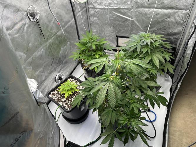 Fastbuds First Run. Week 5