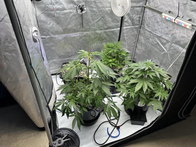 Fastbuds First Run. Week 5