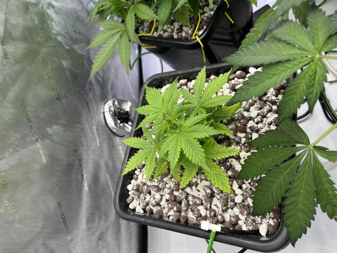 Fastbuds First Run. Week 5